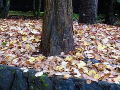 桂の木の根元