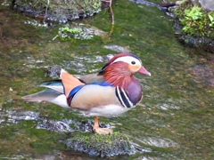 今朝の野鳥達5