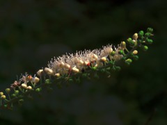 ケラ池の花