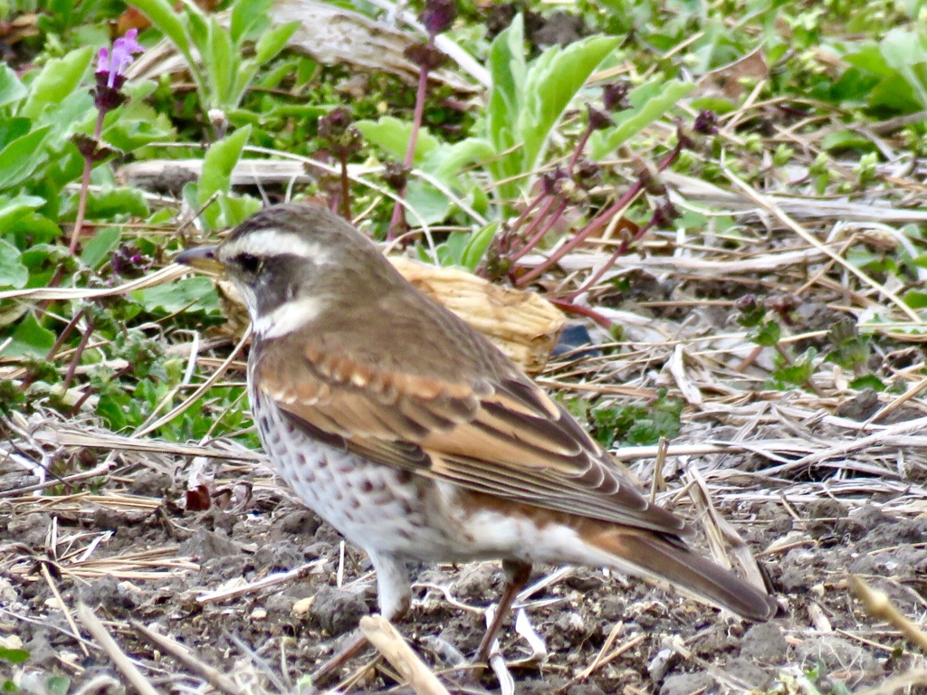 ツグミ♀