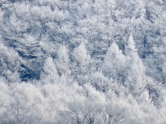 離山の霧氷2