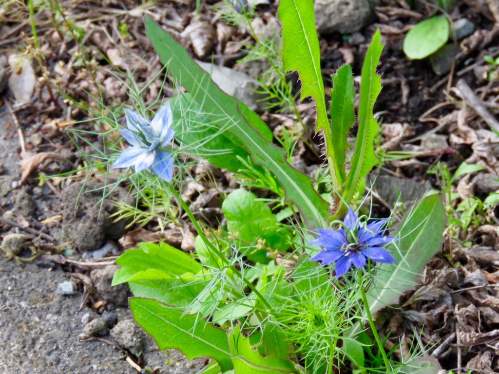 道端の花