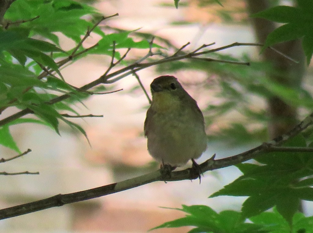 キビタキのメス