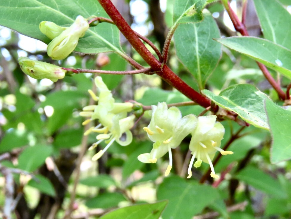 ヒョウタンボクの花