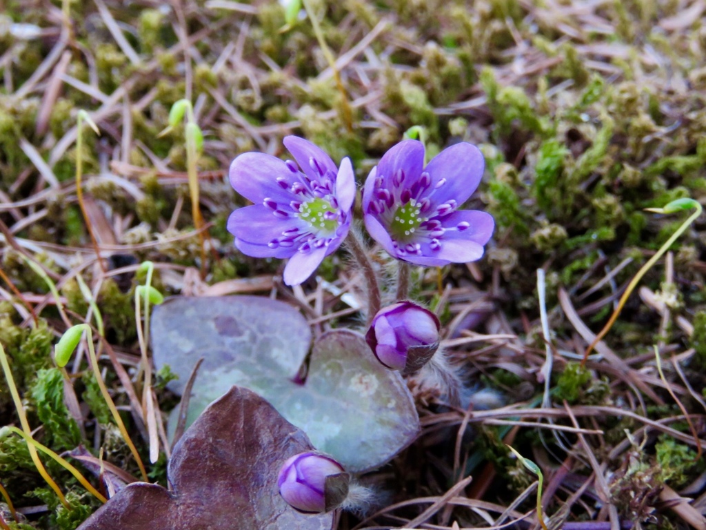 庭の雪割草6