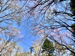 見上げれば