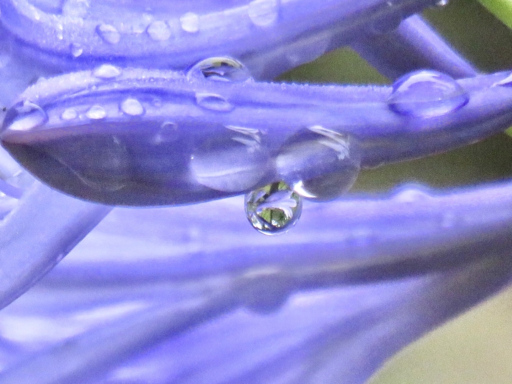 アガパンサスの水滴