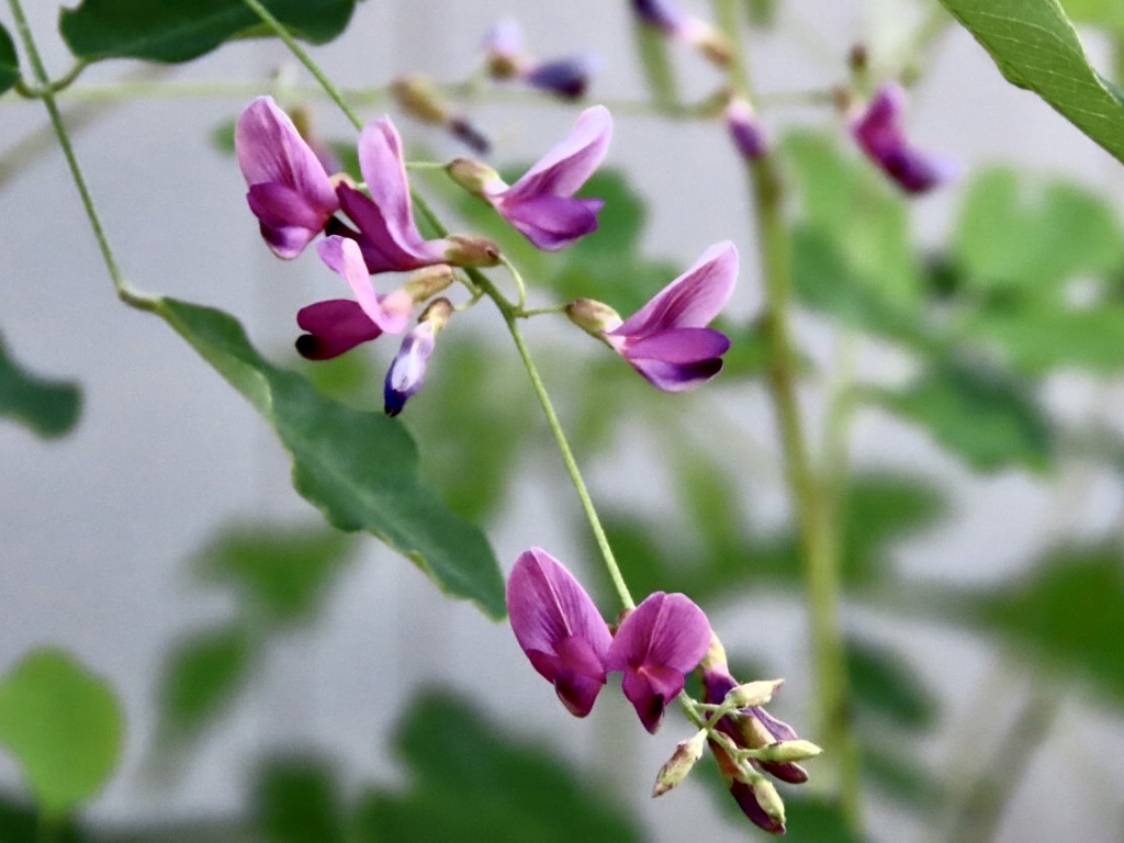 萩の花
