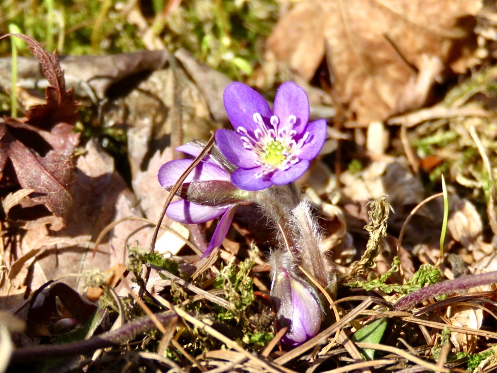 庭の花2