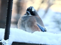 雪の中のカケス①