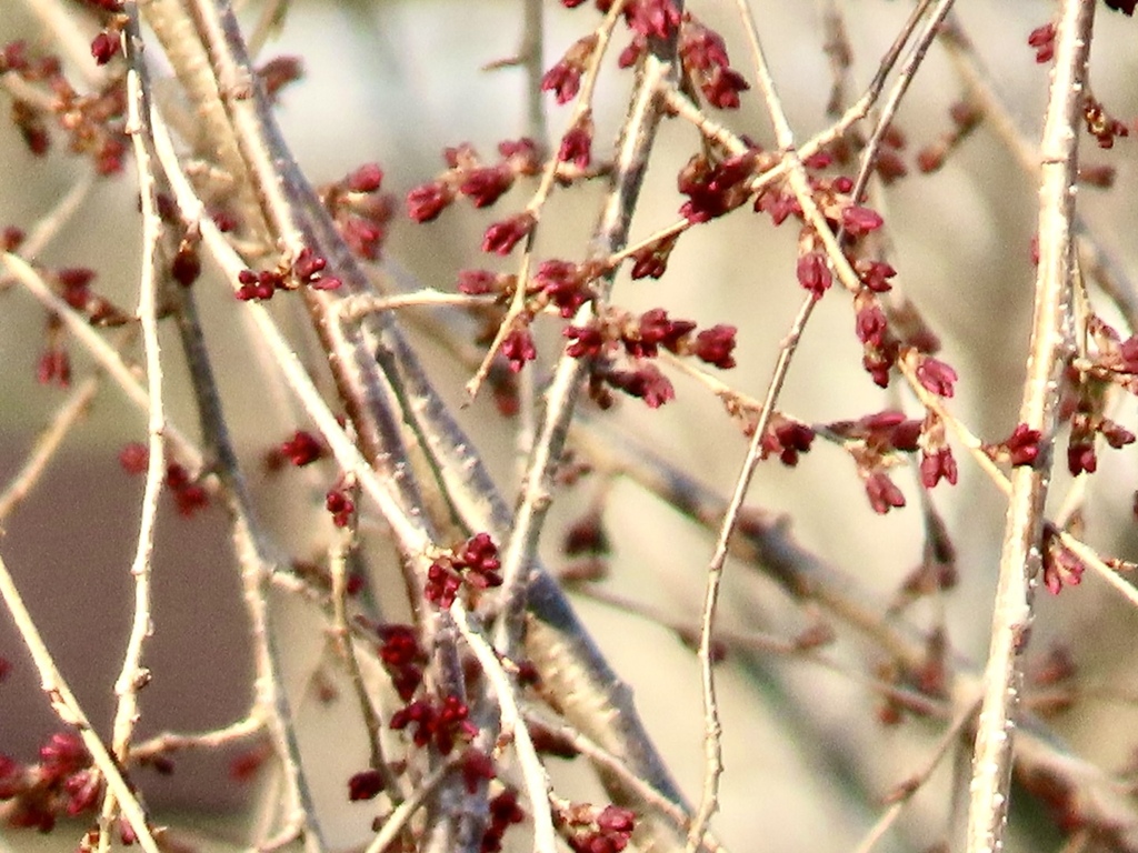 紅枝垂れ桜