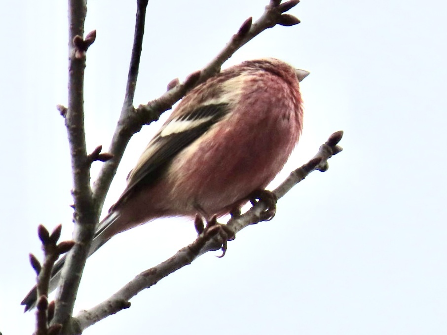 あなたはだ〜れ