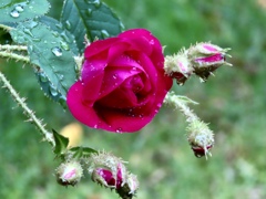 梅雨の薔薇1