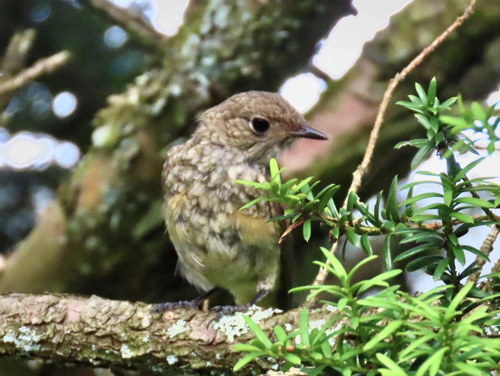 ジョウビタキの若鳥