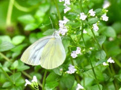 庭の花とチョウ1