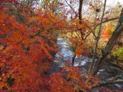 湯川の紅葉3