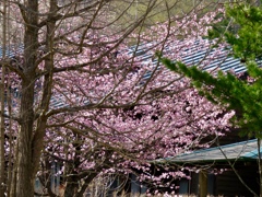 近所の公園の桜6