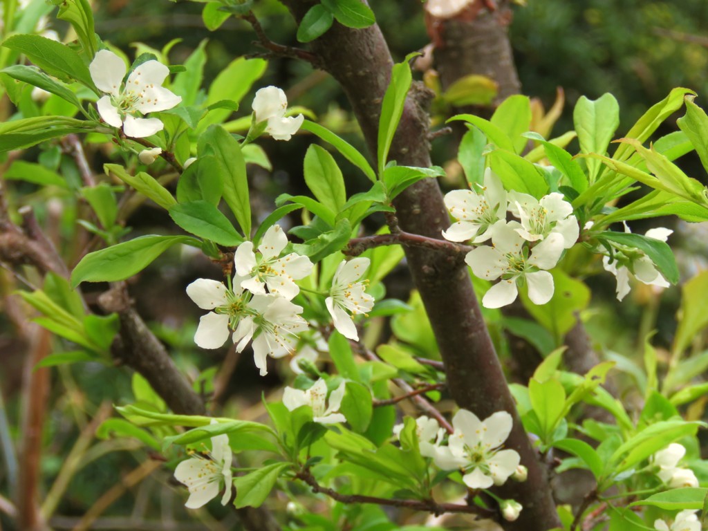庭のプラムの花