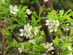 庭のプラムの花