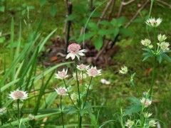 アストランチア・アルバ