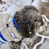 愛犬に雪
