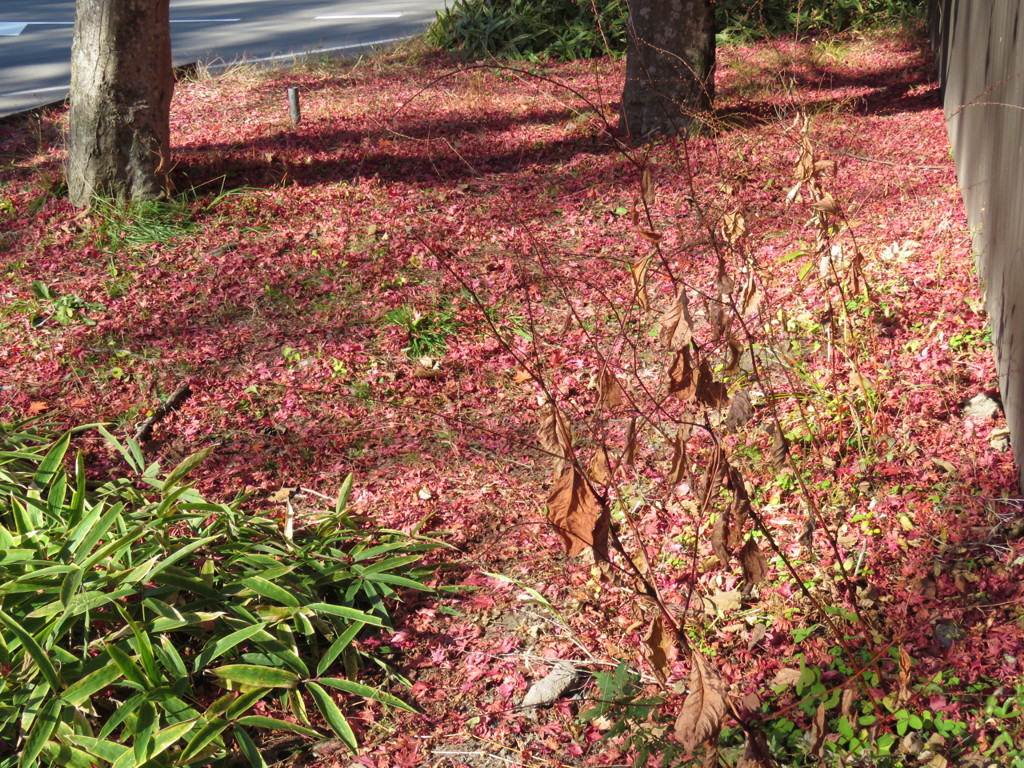 赤いモミジの落ち葉