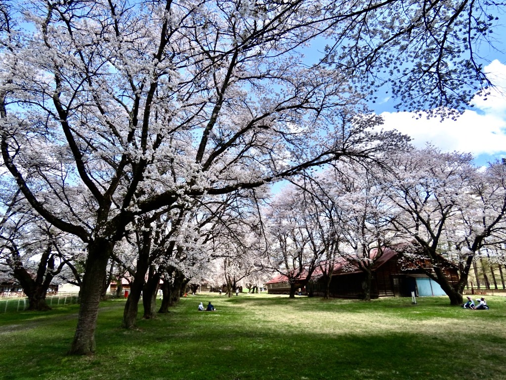 桜満開2