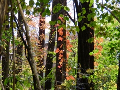 近所の紅葉3