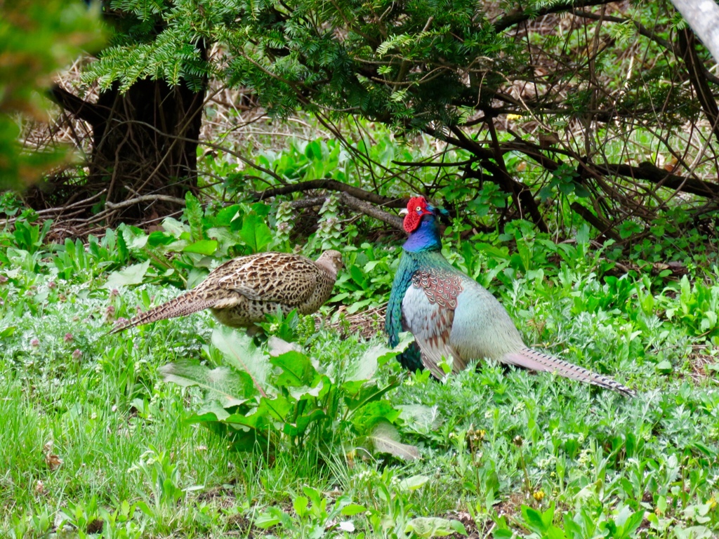 雉のカップル