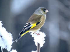 野鳥は元気3