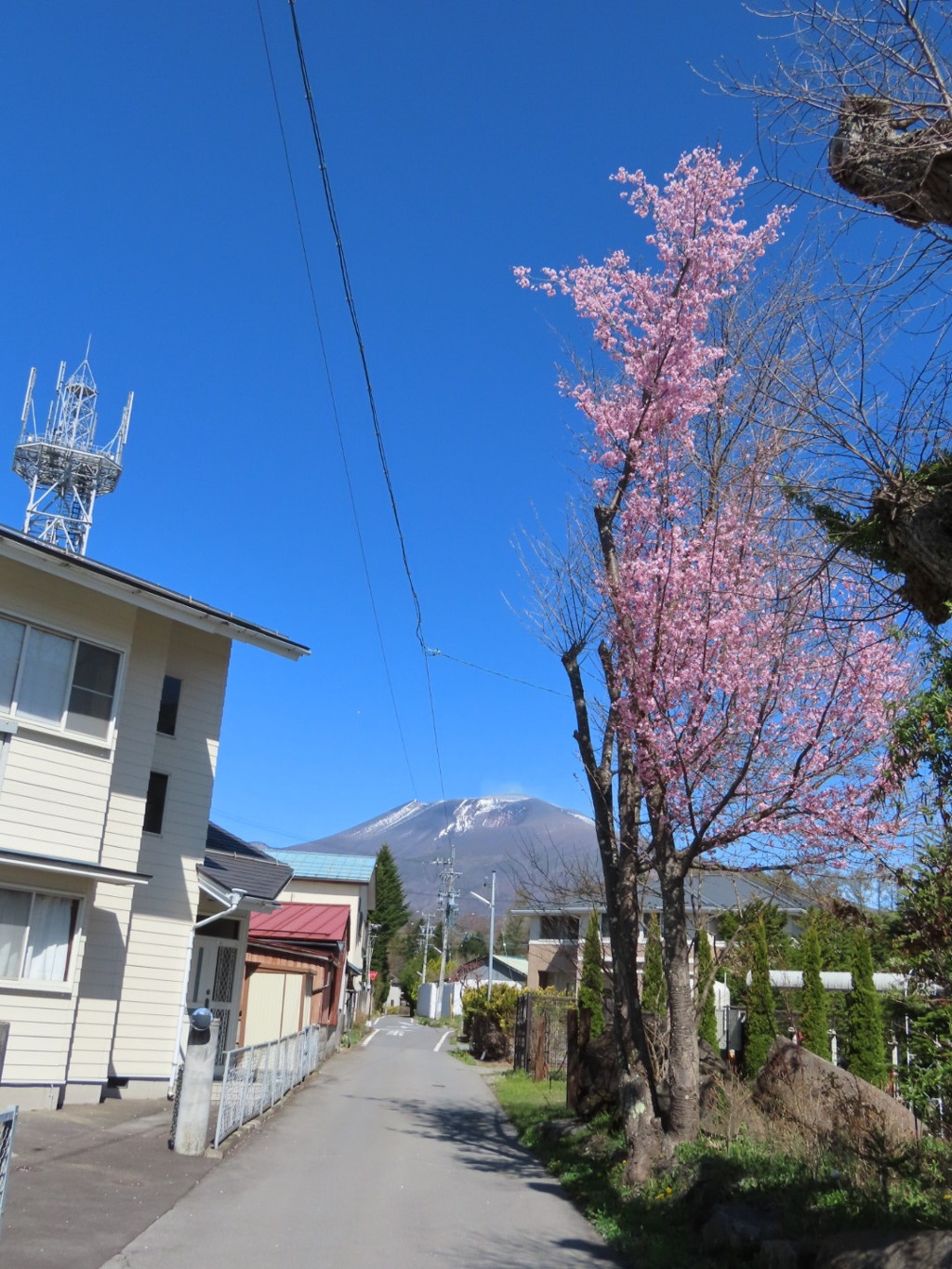 サクラと浅間山
