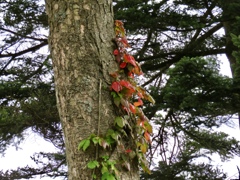 紅葉一番乗り