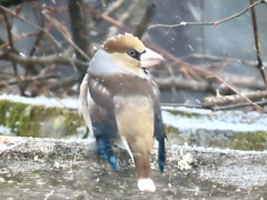 雪の中のシメ③