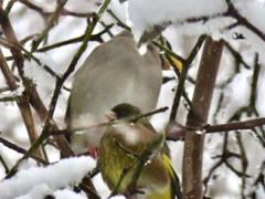雪の中の野鳥達5