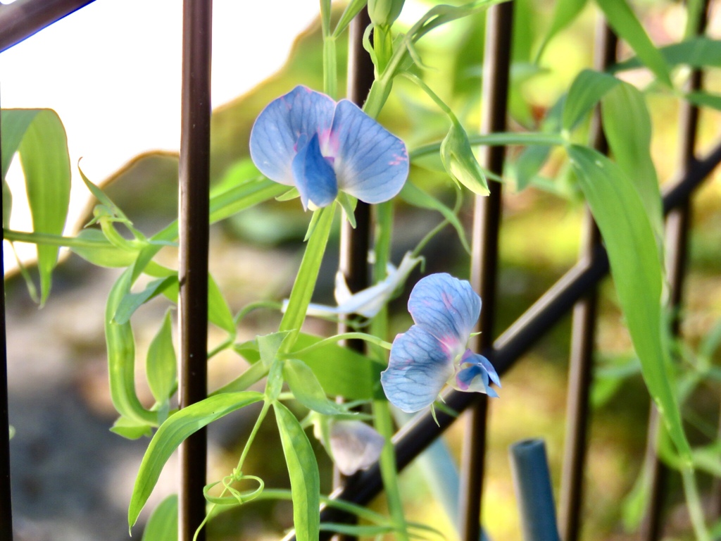 ブルースイトピーグラスピー