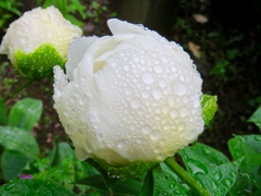 水玉
