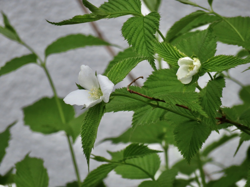 白花山吹
