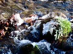 湯川の冬の風物詩④