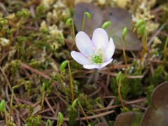 庭の雪割草 (1)