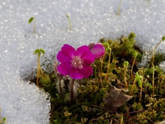 これぞ雪割草2