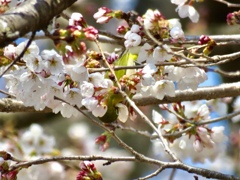 桜にメジロ1