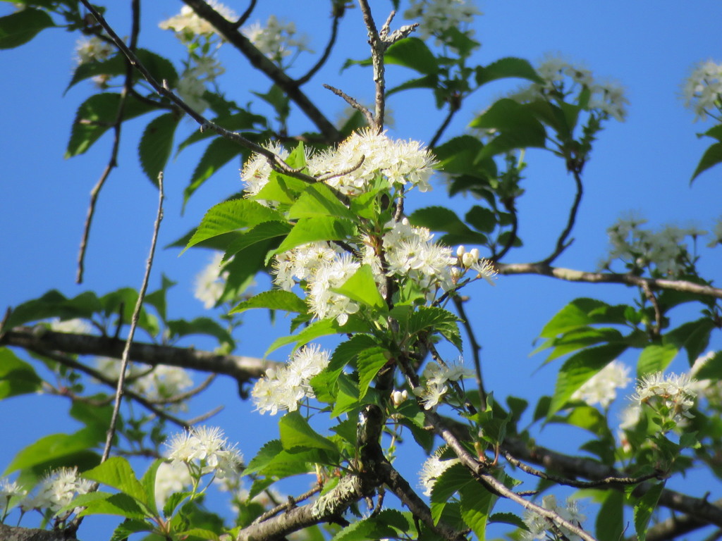 花木