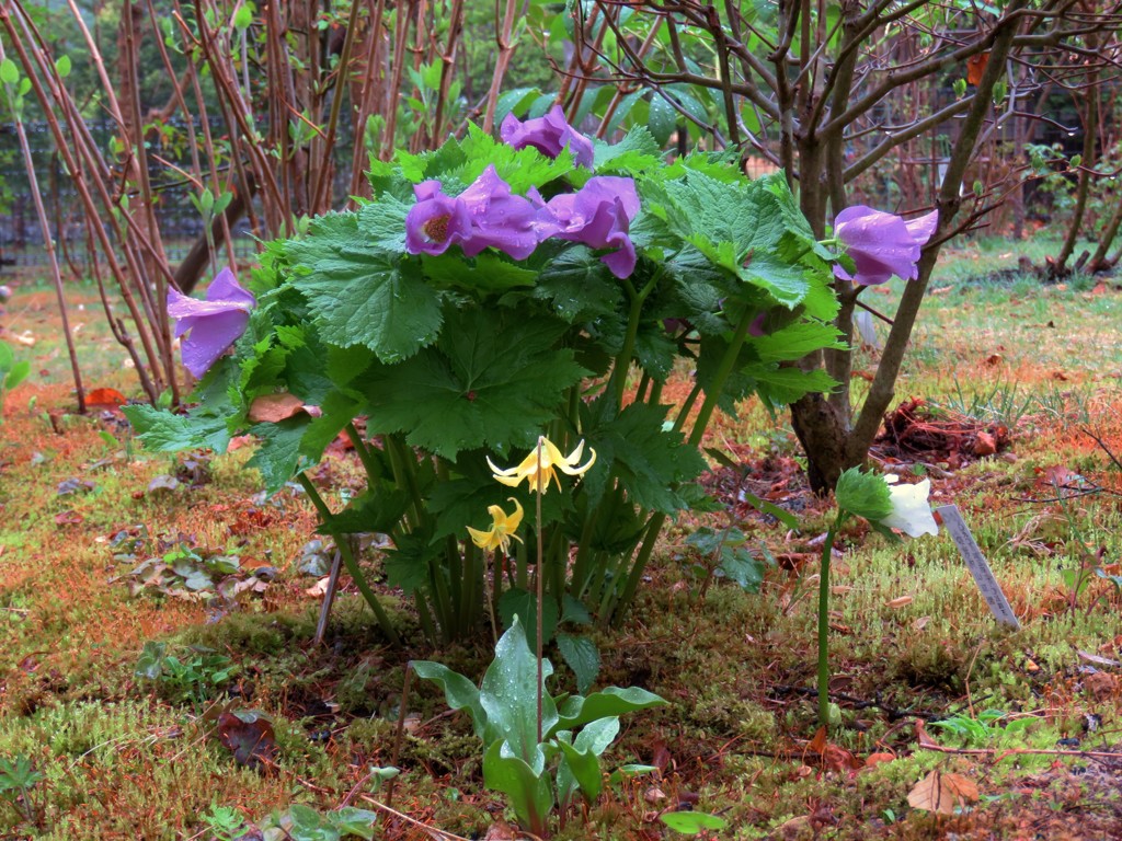 雨上がりの山野草コーナー