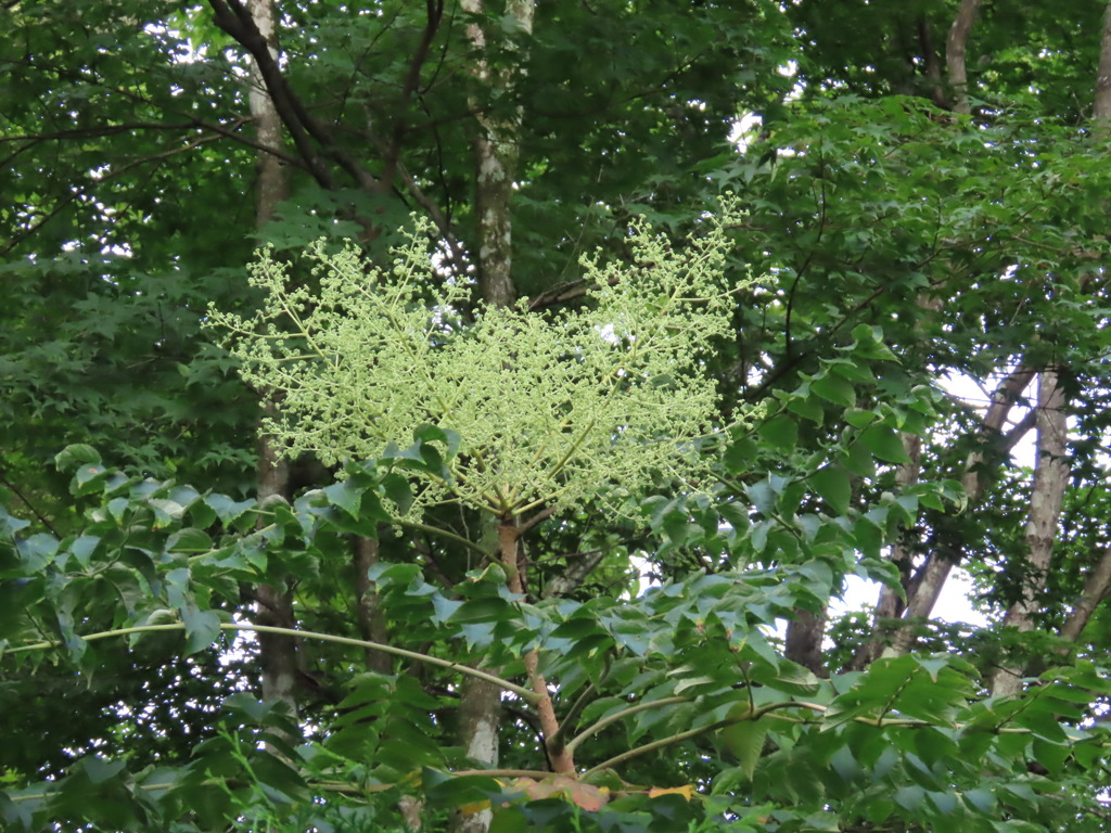 タラノキ