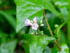道端の花