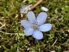 庭の雪割草⑥