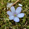 庭の雪割草⑥
