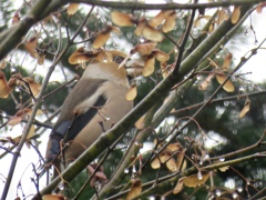 野鳥は元気