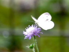 庭の花とチョウ3