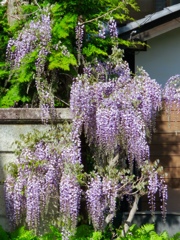 藤の花